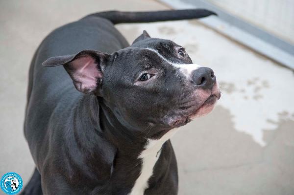 Ade, un nome come tanti. Una storia che merita un finale diverso. Foto 4